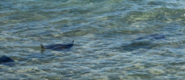 Des tests de paternité pour estimer l'abondance des poissons