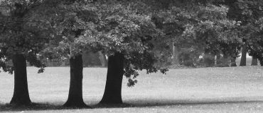 Urbasense : des capteurs connectés pour prendre le pouls des arbres