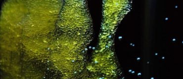 Les organoïdes sur puce, des composants pour la médecine du futur ?