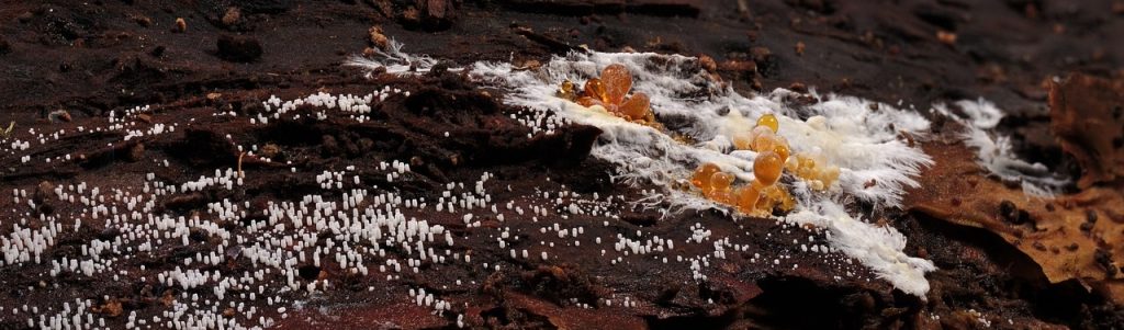 Champignons, réchauffement climatique, blob, science participative