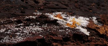 Le blob pour sensibiliser aux changements climatiques