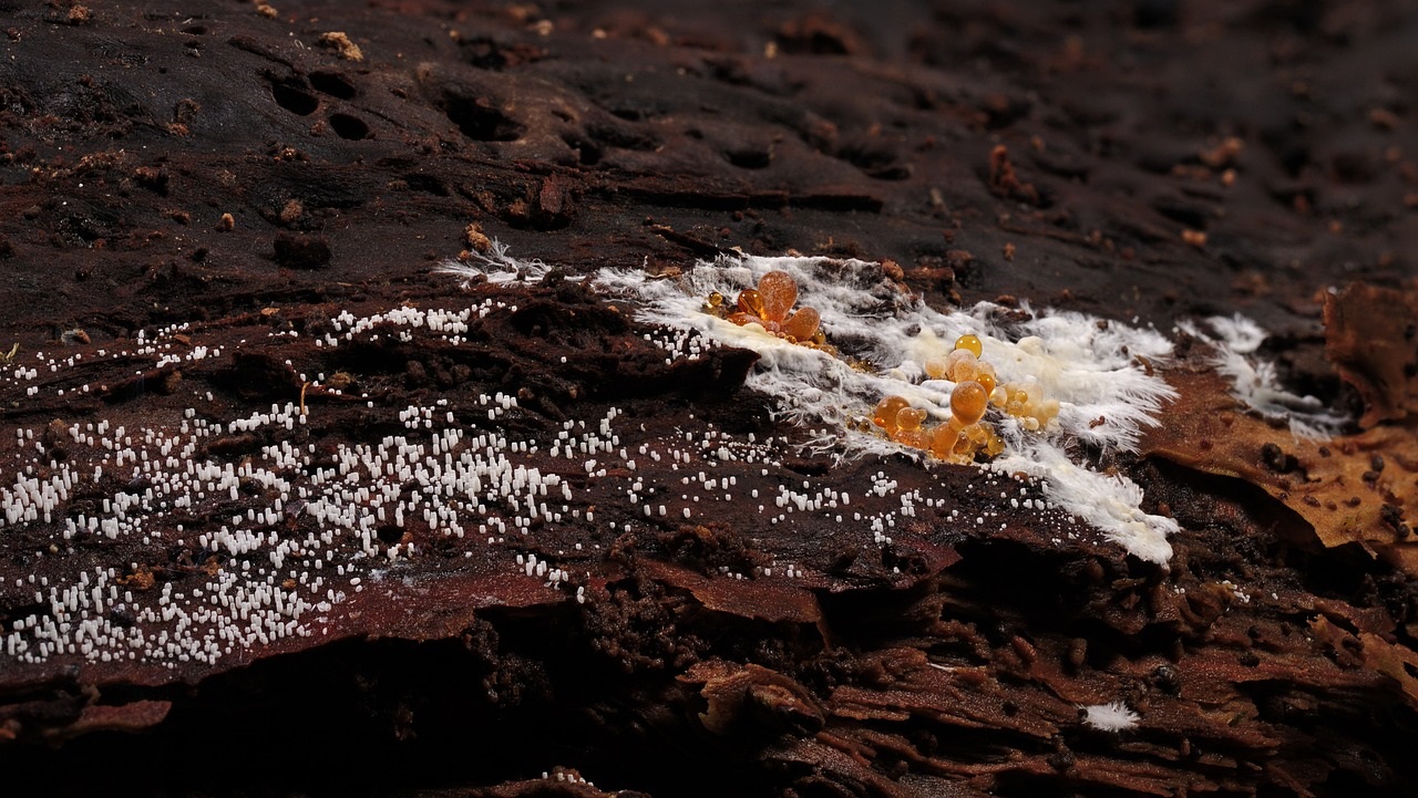 Champignons, réchauffement climatique, blob, science participative