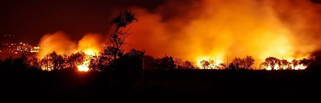 forêt française, planter des arbres, incendies