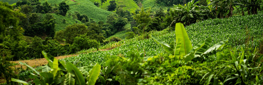 Le biochar permet une séquestration long terme du carbone