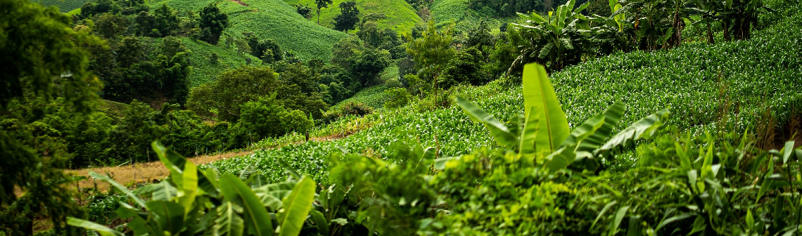 Le biochar permet une séquestration long terme du carbone