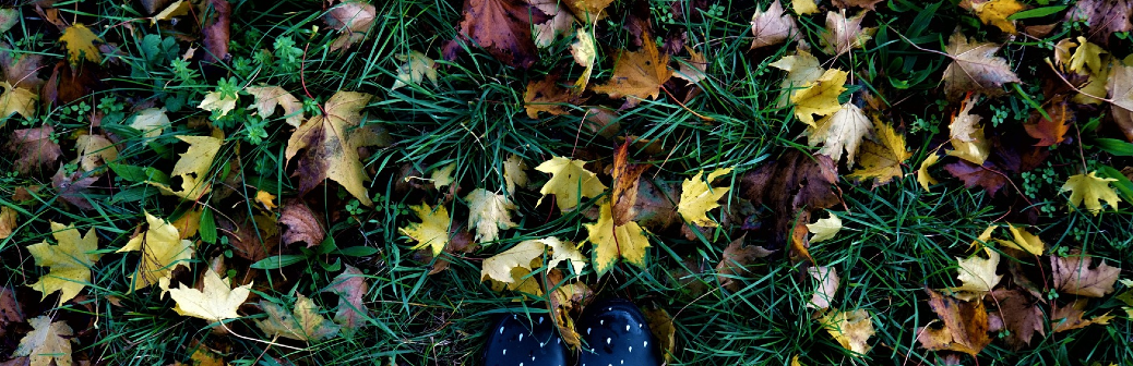 Les feuilles mortes favorisent la biodiversité et le stockage du CO2