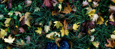 Laisser les feuilles mortes en place pour favoriser la biodiversité et le stockage du CO2