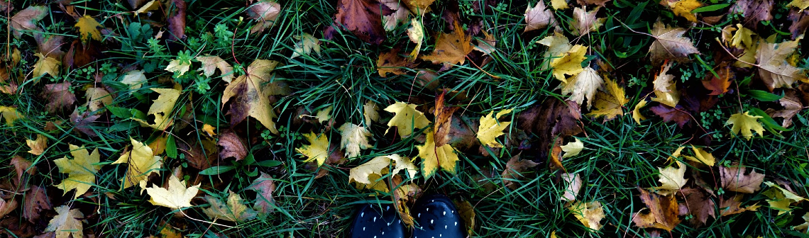 Les feuilles mortes favorisent la biodiversité et le stockage du CO2