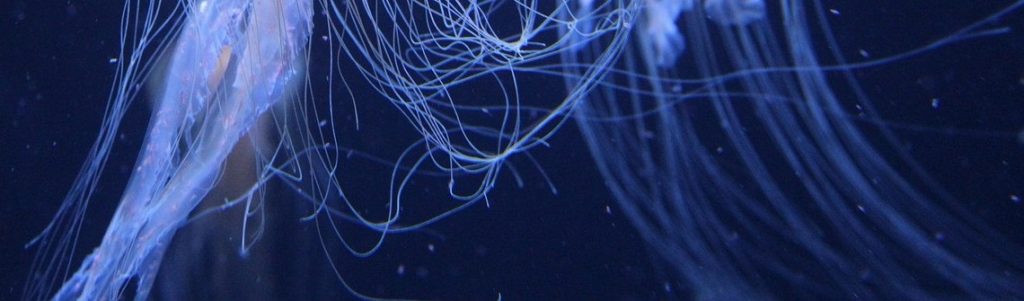 robotique molle, préhension, manipulation, tentacules