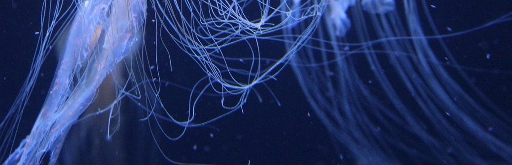 robotique molle, préhension, manipulation, tentacules