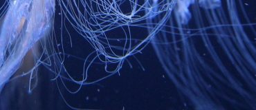 Des tentacules robotiques pour se saisir du moindre objet