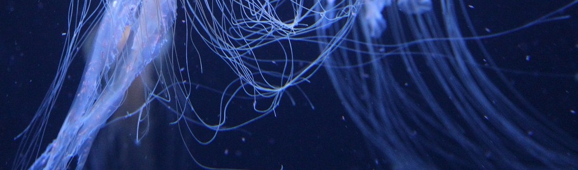 robotique molle, préhension, manipulation, tentacules