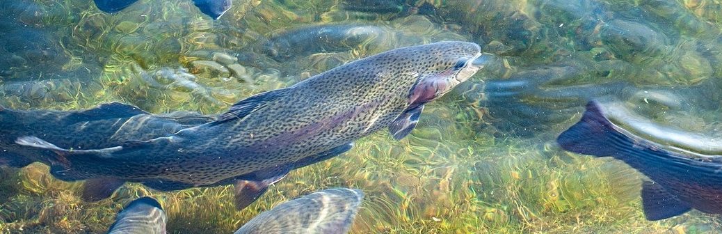 Un aliment écoresponsable pour réduire l'impact environnemental des truites d'élevage