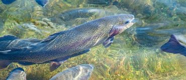 Réduire l'impact environnemental des truites d'élevage grâce à un aliment écoresponsable