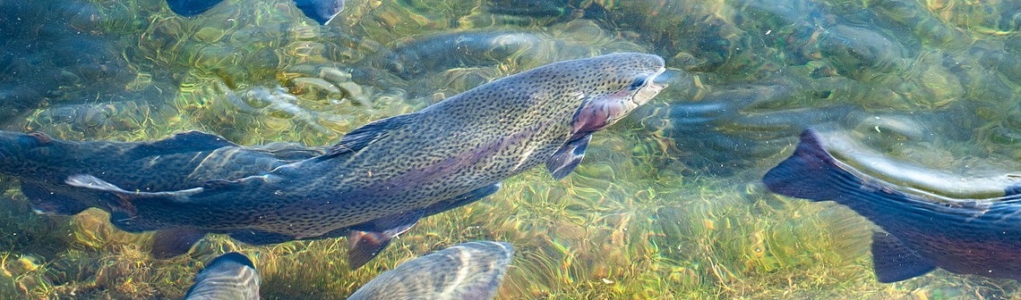 Un aliment écoresponsable pour réduire l'impact environnemental des truites d'élevage