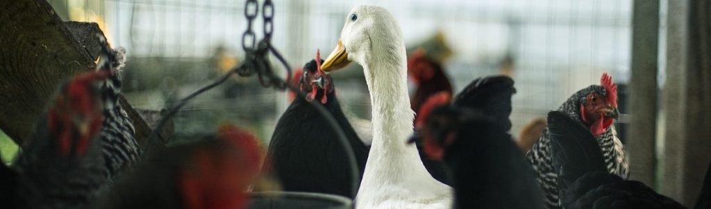 METEX acides aminés et nutrition animale sans soja