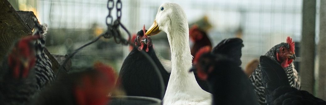 METEX acides aminés et nutrition animale sans soja