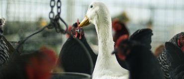 METEX : Des acides aminés pour une nutrition animale sans soja