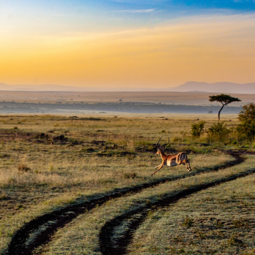 Les startups africaines luttent contre le réchauffement climatique