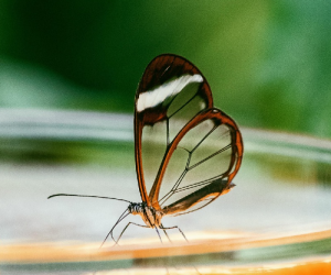 Energie solaire et biomimétisme : quand la nature inspire l’innovation