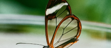 Energie solaire et biomimétisme : quand la nature inspire l’innovation