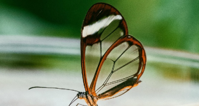 Energie solaire et biomimétisme : quand la nature inspire l’innovation