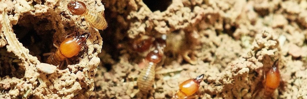 termites, carbone, bois mort