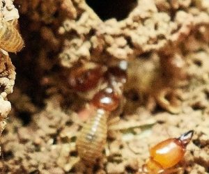 Les termites pourraient influencer le cycle global du carbone dans le futur