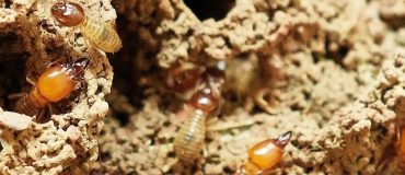 Les termites pourraient influencer le cycle global du carbone dans le futur