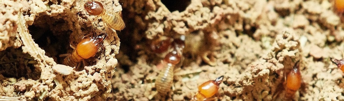 termites, carbone, bois mort