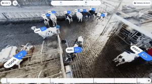 L'algorithme identifie les vaches grâce aux taches présentes sur leur pelage