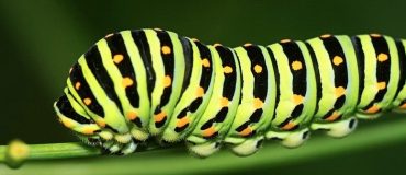 Une chenille robotique rampe grâce aux changements de température