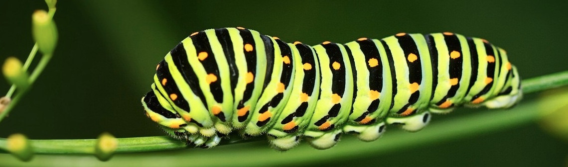 chenille, robot mou, biomimétisme