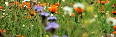 Favoriser la biodiversité en France