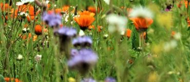 Favoriser la biodiversité en France