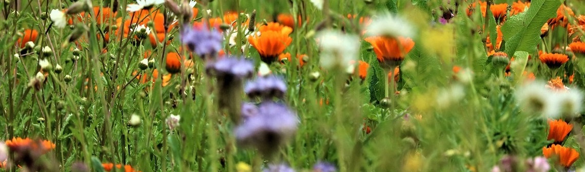 COP15, biodiversité