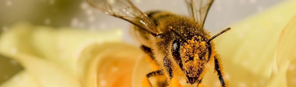 COP15, pollinisateurs, biotechnologies