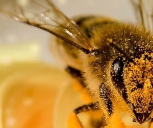 COP15 : Un appel pour protéger les pollinisateurs des biotechnologies