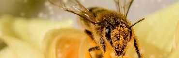 COP15 : Un appel pour protéger les pollinisateurs des biotechnologies