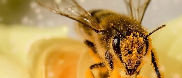COP15 : Un appel pour protéger les pollinisateurs des biotechnologies