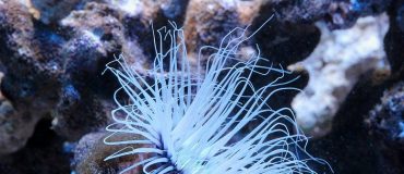 Cartographier le fond des océans avec un essaim de drones sous-marins