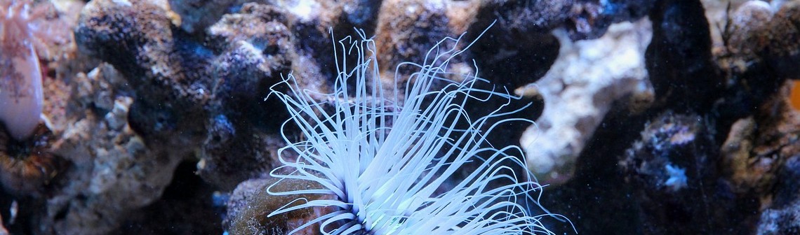 Une nouvelle technologie pour cartographier les fonds marins à l'aide d'essaims de micro-drones