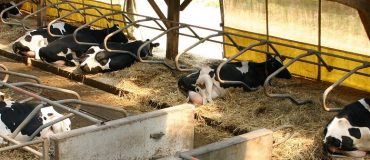 Surveiller le comportement des vaches grâce à des caméras et de l'IA