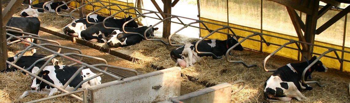 Surveiller le comportement des vaches grâce à des caméras et de l'IA