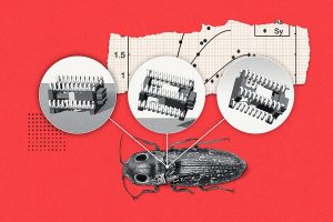 Insecte sauteur, robotique, bioinspiration