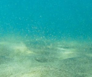 Les microplastiques s'accumulent de plus en plus dans les sédiments marins