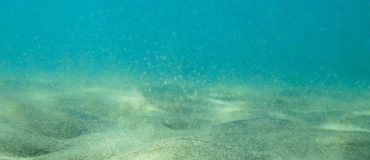 Les microplastiques s'accumulent de plus en plus dans les sédiments marins