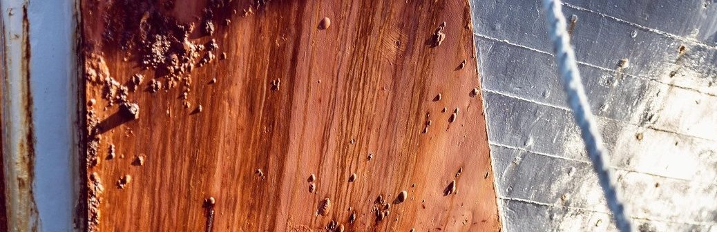 coque, bateau, fouling