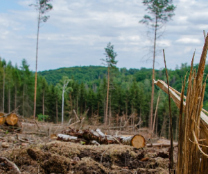 Déforestation importée : un accord salué, et des défis à venir