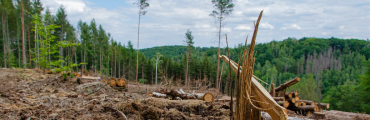 Déforestation importée : un accord salué, et des défis à venir